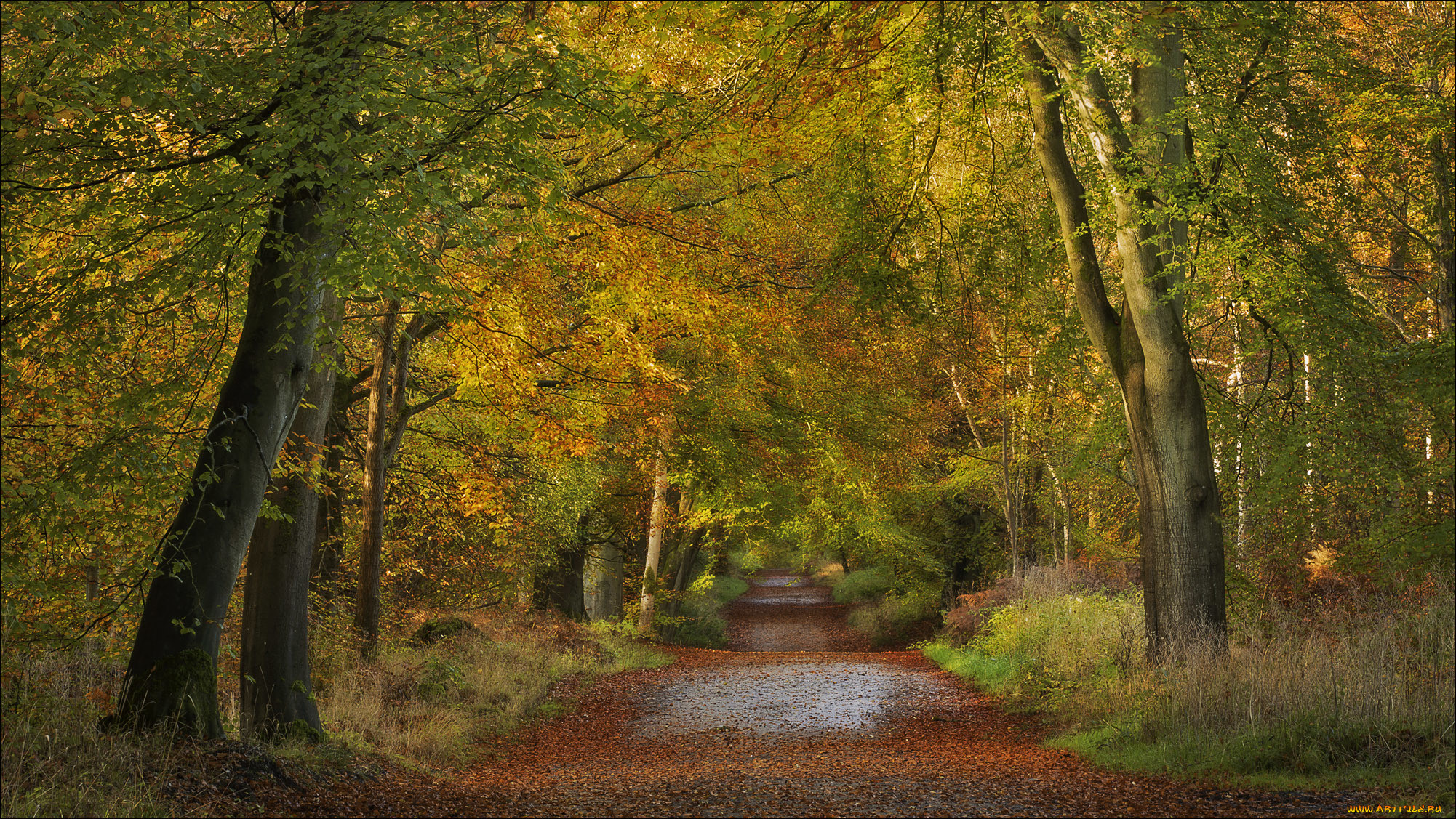 , , england, wiltshire, savernake, forest, , , , , , 
